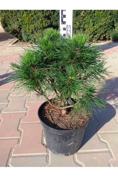 Pinus mugo Varella (shtamb)